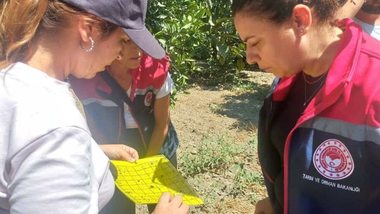 Aydın’da turunçgil yeşillenme hastalığına karşı çalışmalar sürüyor