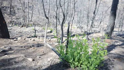 Orman yangınında küle dönen bölgede kendiliğinden fidanlar yeşerdi