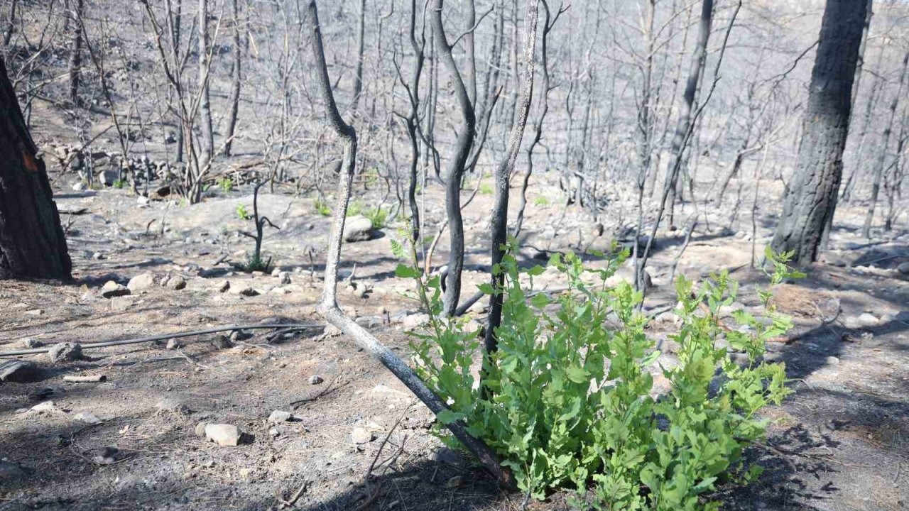 Orman yangınında küle dönen bölgede kendiliğinden fidanlar yeşerdi