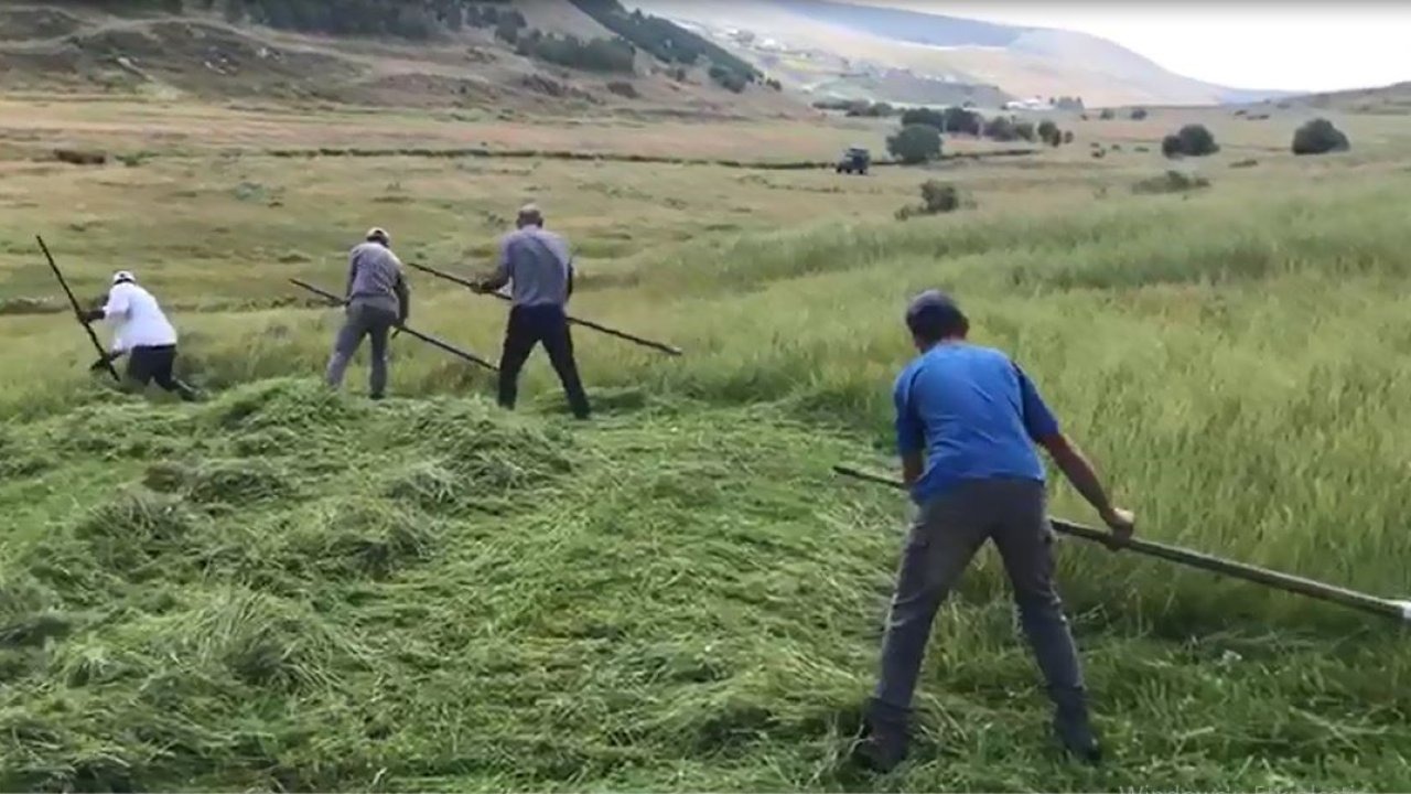 Ardahanlı çiftçilerin tırpanlarla zorlu ot biçme mesaisi
