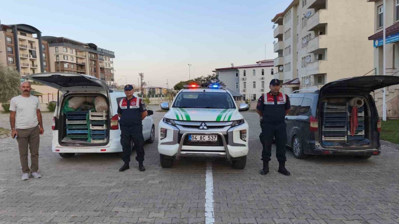 Doğubayazıt’ta kaçak kurbağa avcılığına jandarma operasyonu