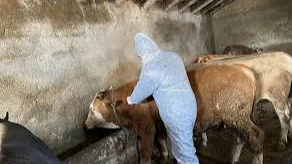 Iğdır’da Şap Aşılama Çalışmaları Devam Ediyor