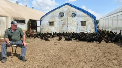Üreticilere yüzde 50 hibeli 16 bin tavuk