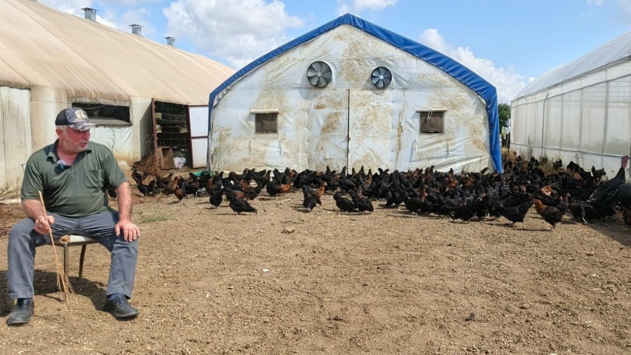 Üreticilere yüzde 50 hibeli 16 bin tavuk
