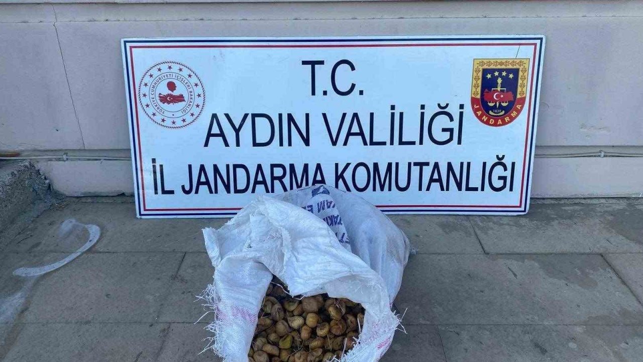 Bahçeden 50 kilo incir çalan şüpheliler jandarmadan kaçamadı