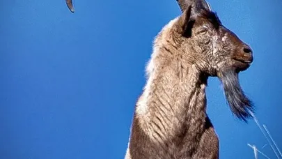 Erzincan’da av turizmi kapsamında 11 yaban keçisi kotası