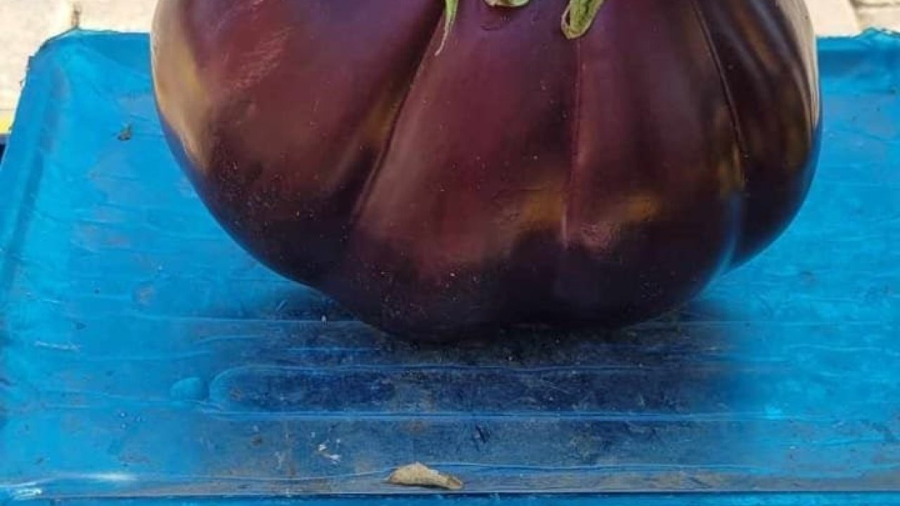 Karpuz gibi patlıcan