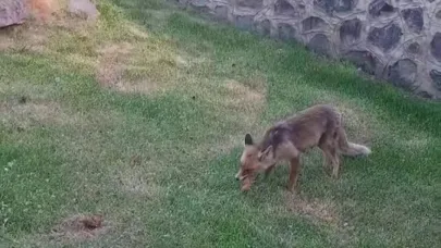 Erzurum’da kadınlar yanlarına gelen tilkiye kadayıf dolması yedirdi