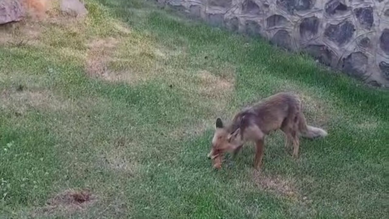 Erzurum’da kadınlar yanlarına gelen tilkiye kadayıf dolması yedirdi