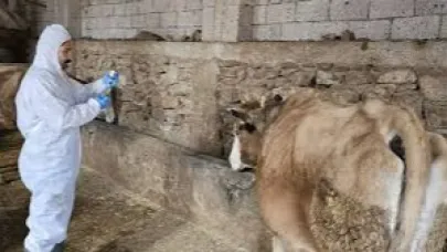 Iğdır’da Şap Hastalığı Aşılama Çalışmaları