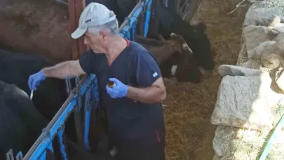 Nazilli’de şap hastalığına karşı aşılama çalışmaları sürüyor