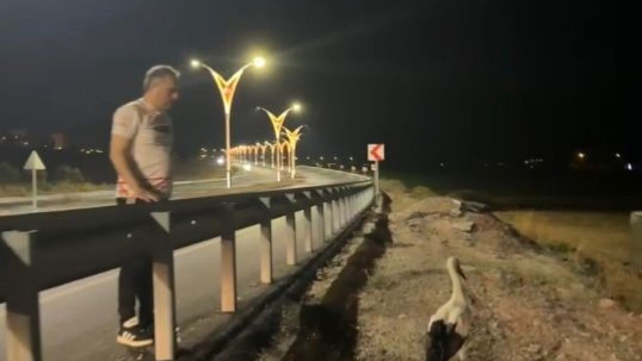 Yaralı leyleklere Başkan Çenet’ten şefkat eli