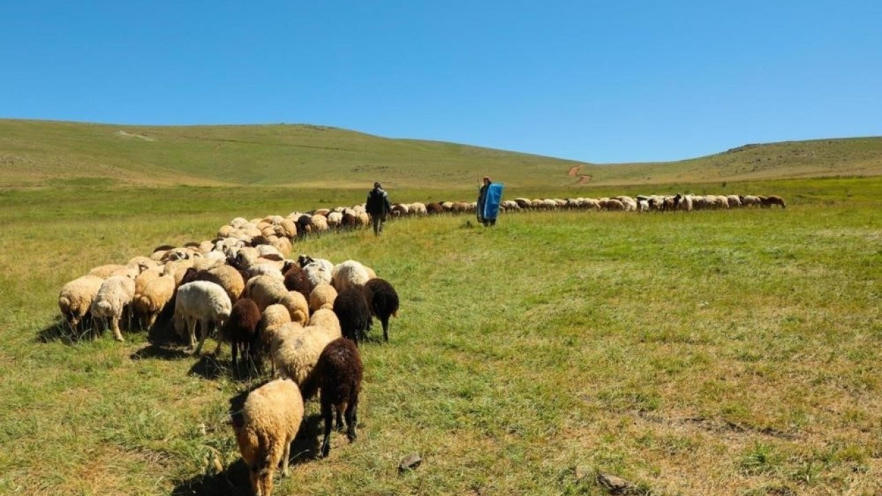 2025 yılı buzağı, malak, kuzu ve oğlak destekleme başvuruları başladı