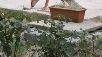 Evin bahçesinde tilki besliyor