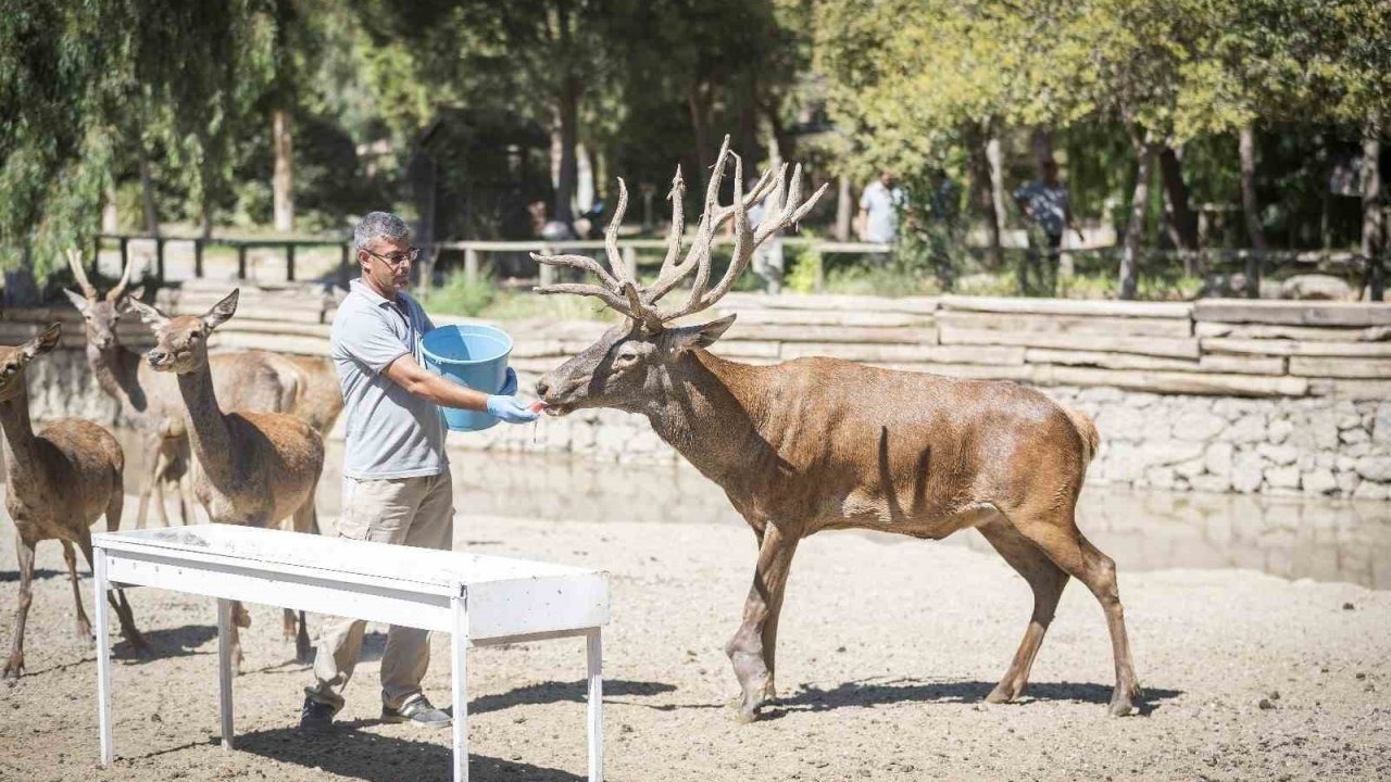 İyileşen kızıl geyik yeni yuvasında