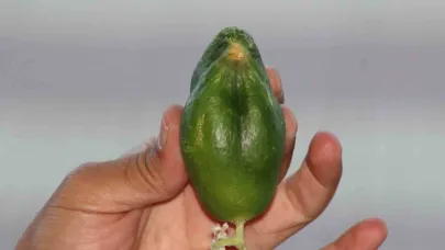 Kuş cennetinde ‘salatalık’ da kuşa benzedi