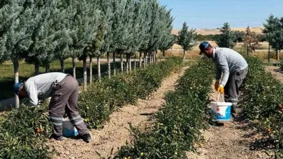 Sincan Belediyesi, organik sebze ve meyveleri ihtiyaç sahiplerine ulaştırıyor