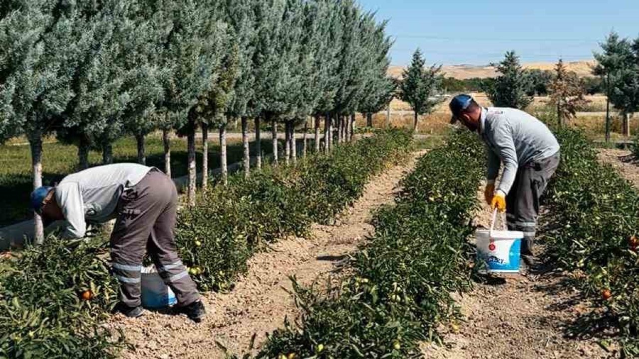 Sincan Belediyesi, organik sebze ve meyveleri ihtiyaç sahiplerine ulaştırıyor