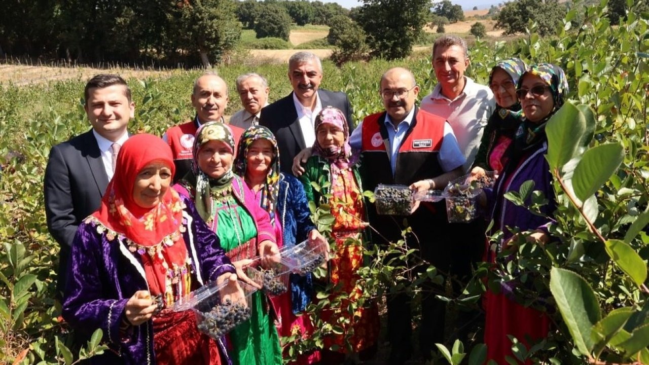 Balıkesir’de ilk aronya hasadı