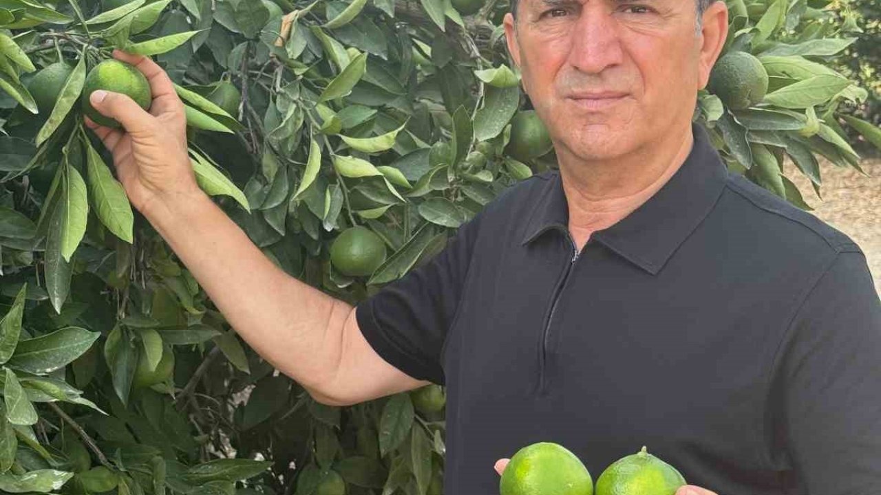 Doğan "Turunçgil kesim ve ihraç tarihlerinde sahadaki gerçek üretim şartları dikkate alınmalıdır’’