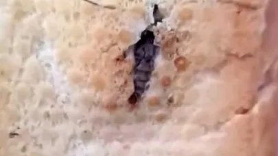 Şırnak’ta ekmeğin içinden böcek çıktı