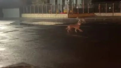 Kars’ta kurtlar şehir merkezine indi