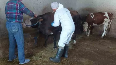 Afyonkarahisar’da sığır tüberkülozu taraması başlatıldı