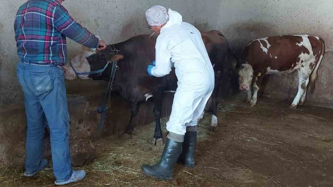 Afyonkarahisar’da sığır tüberkülozu taraması başlatıldı