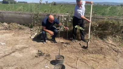 Orman yangınlarında kaybedilen her ağaç yerine 10 fidan
