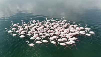 Flamingoların Van Gölü kıyılarında renkli dansı hayranlık uyandırıyor