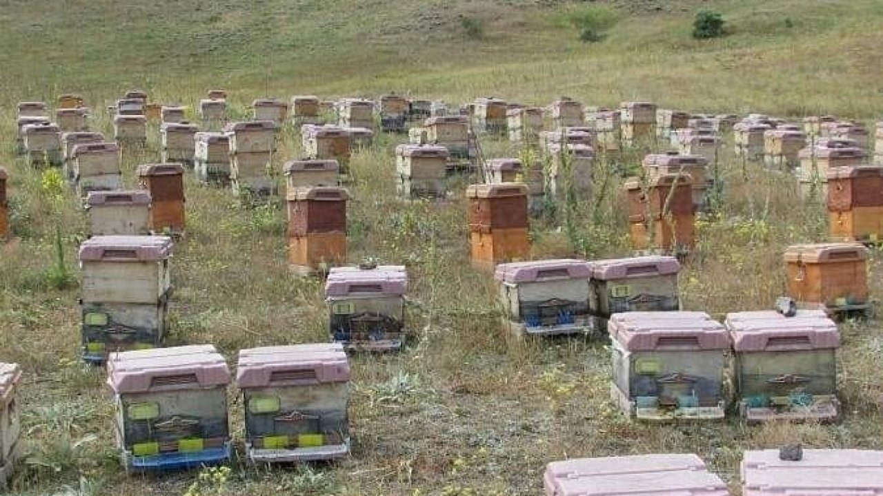Doğu Karadeniz’de arıcılık alarm veriyor