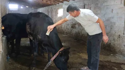 ‘ Kırsalda Bereket Hayvancılığa Destek’ projesi ilk meyvesini verdi