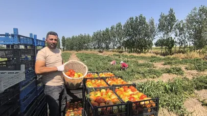 Iğdır’da Süper Domateste İkinci  Hasad  Başladı