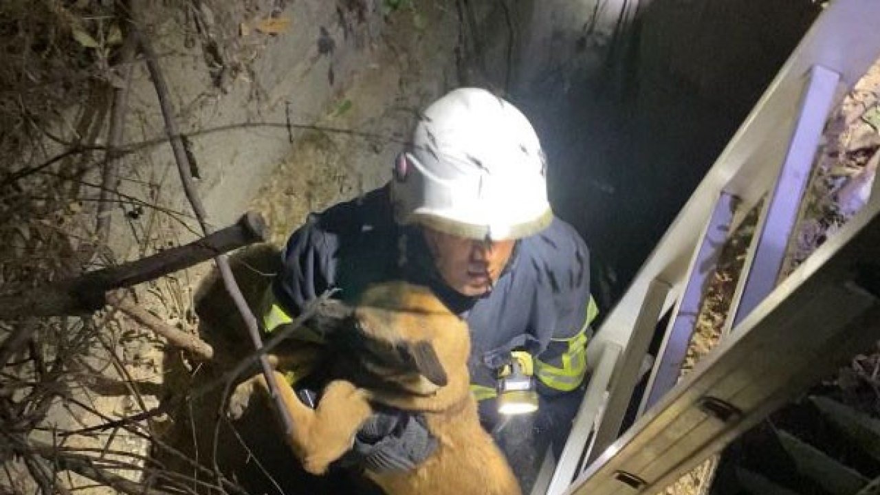 Kuyuya düşen köpeği itfaiye kurtardı