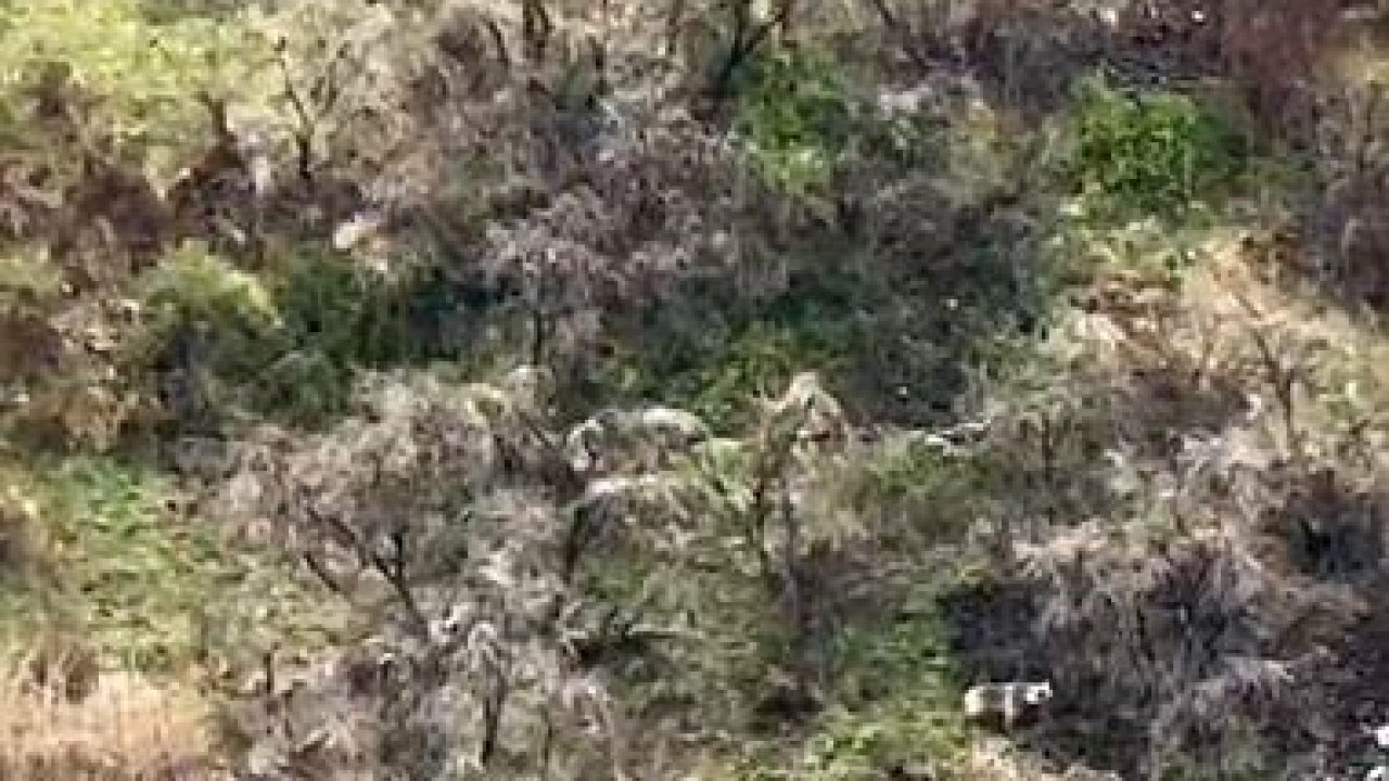 Anne boz ayı 2 yavrusuyla kayalıklarda ilerlerken görüntülendi