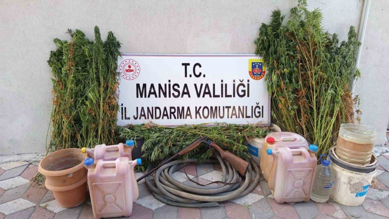 Yasa dışı kenevir eken şahıs tutuklandı