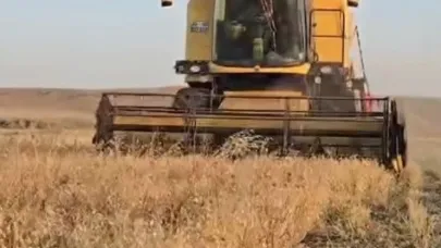 Kars’ta nohut hasadı başladı