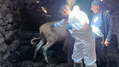 Tuzluca’da Şap Hastalığına Karşı Aşılama Çalışmaları Sürüyor