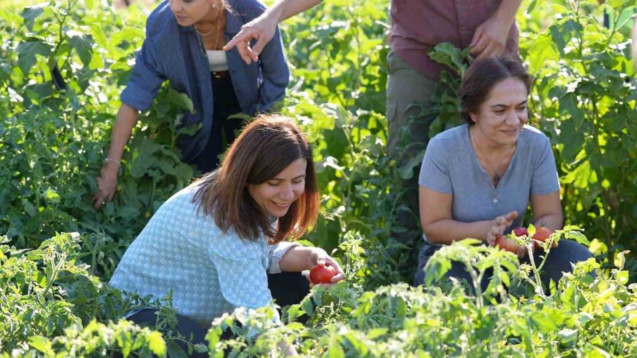 Yerel tohumlu bostanda hasat başladı