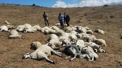 Tunceli’de sürüye yıldırım düştü: 58 koyun telef oldu
