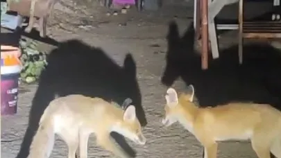 İki tilki akşamları bu evin misafiri