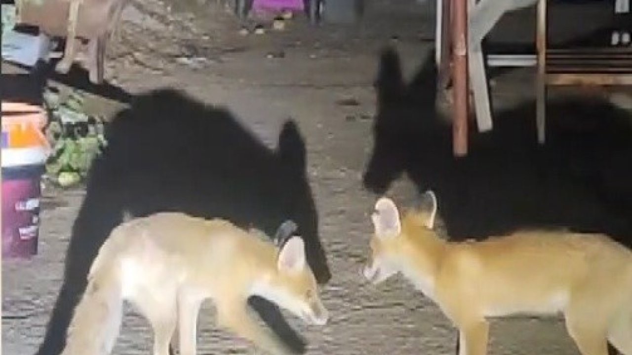 İki tilki akşamları bu evin misafiri
