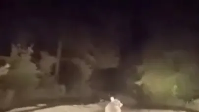 Dağ yolunda sürücüyle karşılaşan ayının panik anları