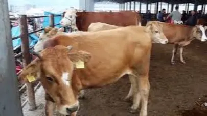 Iğdır’da Hayvan Pazarı açıldı