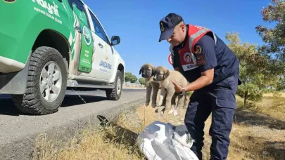 Muş’ta jandarma ekipleri çuval içerisinde yavru köpekler bulundu