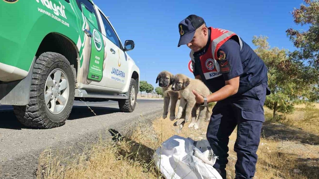 Muş’ta jandarma ekipleri çuval içerisinde yavru köpekler bulundu