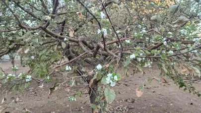 Sonbaharda ağaç çiçek açtı, görenler hayrete düştü