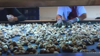 Aydın’da incir depoları denetlendi
