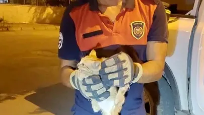 Aracın motor kısmına giren yavru kediyi itfaiye ekipleri kurtardı