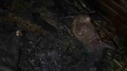 Ahır yandı, 7 hayvan telef oldu